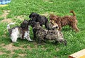 003-apr.11 (1)